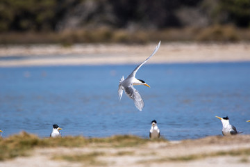 Fairy Terns - Rotnest Island - 'Sternula nereis'
