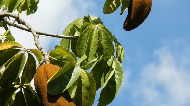 Exotic fruit Monguba (pachira aquatica) in Brazil