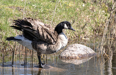 bernache dans l'eau..