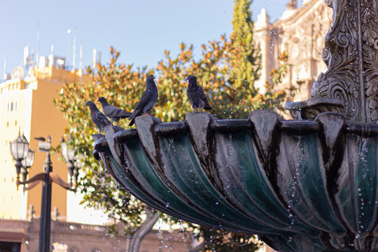 Pegeons at the fount in mexico town