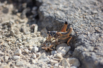 Grasshoper cinnanbal eating