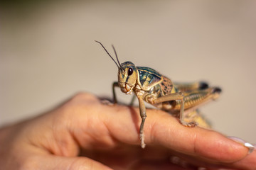 Close up at cricket over a hand