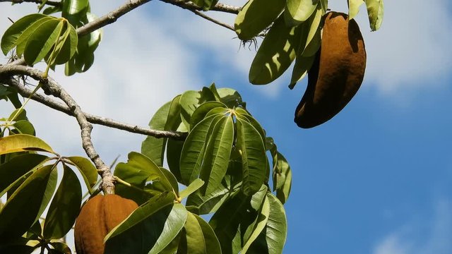 Exotic fruit Monguba (pachira aquatica) in Brazil