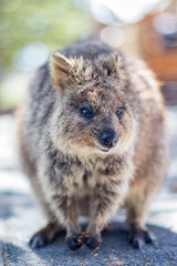 Naklejka premium Quokka 