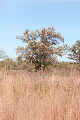 Autumn in the Prarie