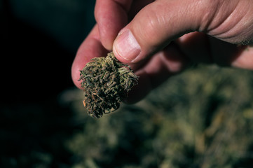 Hand holding dried marijuana, hemp bud