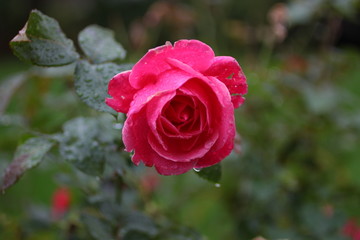 Rose in Dew
