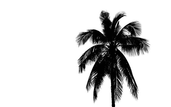 Silhouette palm tree on white background