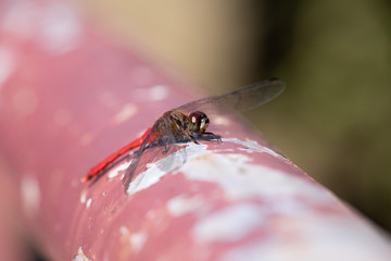 秋の公園で見かけたトンボ