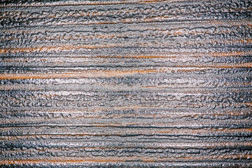 Fototapeta premium the structure of the tree as background macro