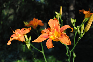 Day lilies in the garden