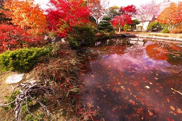 晩秋の輝き