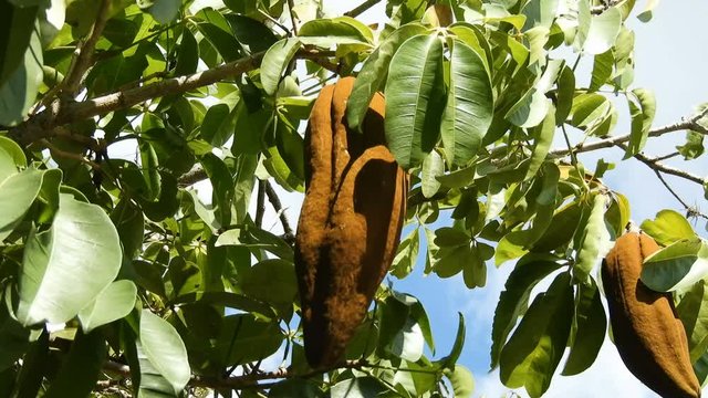 Exotic fruit Monguba (pachira aquatica) in Brazil