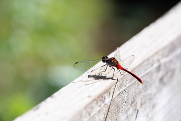 秋の公園で見かけたトンボ