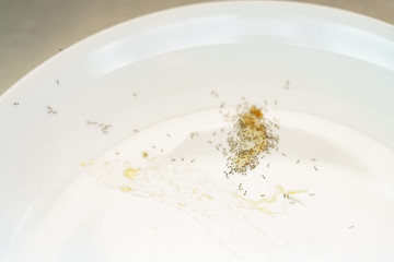 Group of small ants crawling and collecting food