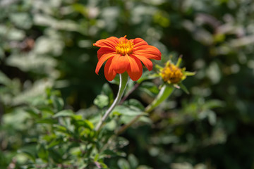 Orange and yellow flower blossoms under the summer sun