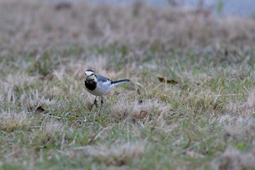 white wagtail