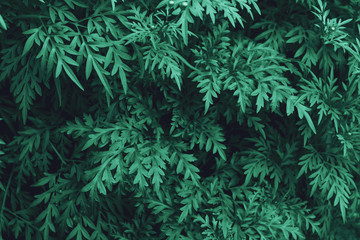 Green leaves pattern, autumn plant leaf background