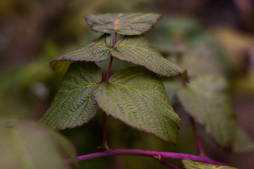 Autumn green leaf of a raspberry