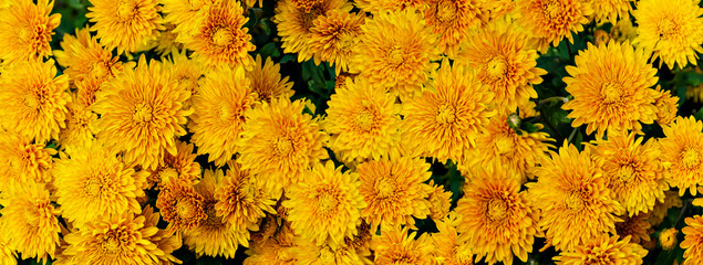 Yellow, orange Mums -CHRYSANTHEMUM PERENNIAL FLOWERS panorama