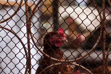 One brown chick behind the fence is watching