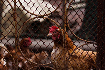 One brown chick behind the fence is watching