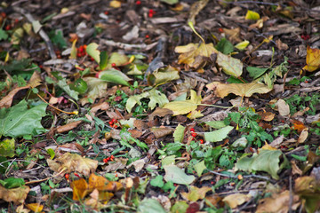 autumn leaves on the ground