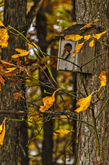 Birdhouse Hanging on a Tree with a Few Colorful Leaves Nearby