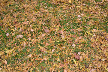 autumn leaves background