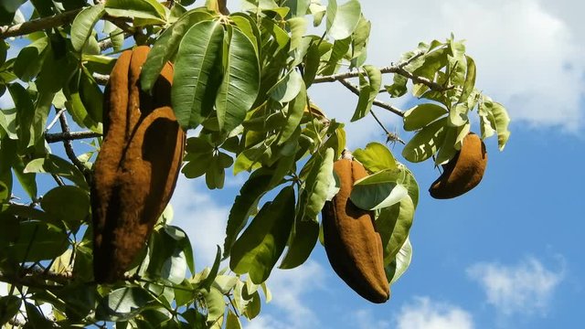 Exotic fruit Monguba (pachira aquatica) in Brazil