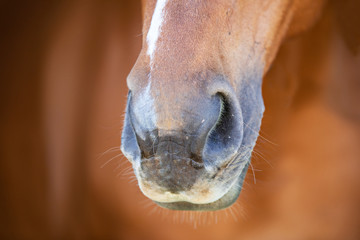 Horse Muzzle