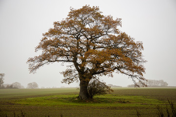 Solitary tree in different ligthing old oaktree