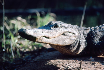 closeup of alligator looking for prey