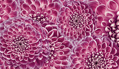 Floral  purple-violet background. Flowers  dahlias close-up.  Flowers composition. Nature.