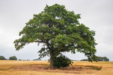 Solitary tree in different ligthing old oaktree