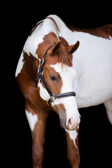 Paint Horse Headshot