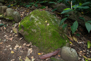 green moss on a stone