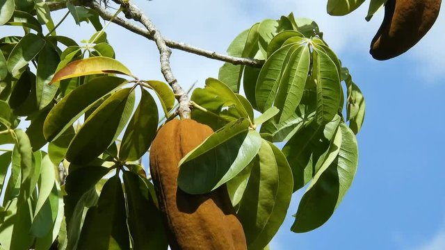 Exotic fruit Monguba (pachira aquatica) in Brazil