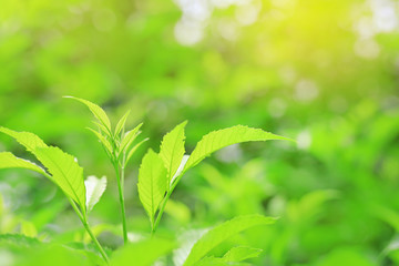 Fototapeta premium Fresh green nature tree leaves on blurred background in the morning sunlight. Natural background with copy space.