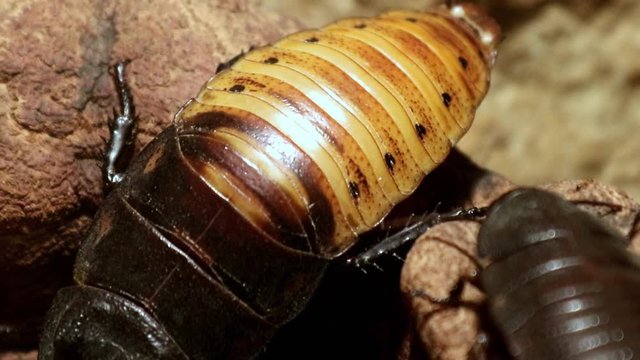 The madagascar giant cockroach  (Gromphadorhina portentosa) is crawling on rocky wall.