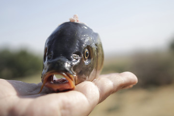 Sliced ​​fish head on the palm