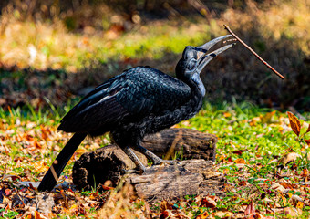 Abyssinian ground hornbill
