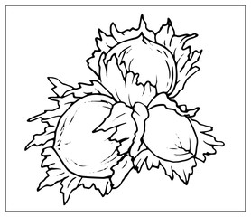 Vector illustration with Hazelnut on a white background.