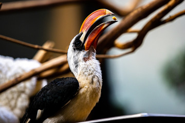 Decken's Hornbill