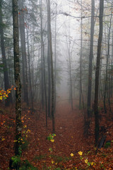 autumn forest after rain, fog