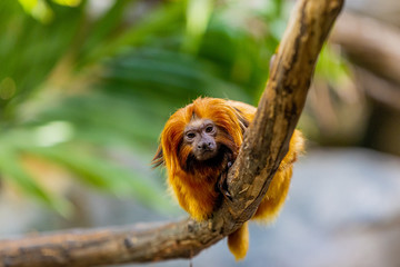 Golden lion tamarin