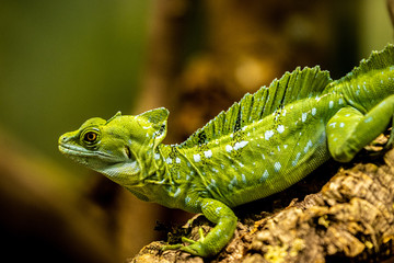 Green crested basilisk