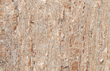 Macro Photo of Textured of Tree Bark for Background