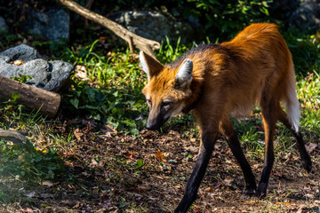 Maned Wolf © Manas