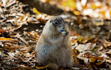 Rock hyrax